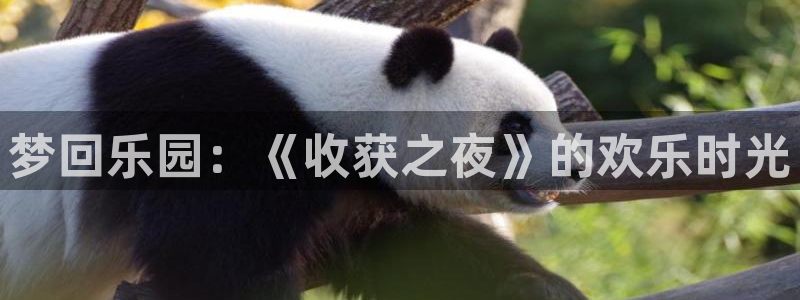 囧次元网页：梦回乐园：《收获之夜》的欢乐时光
