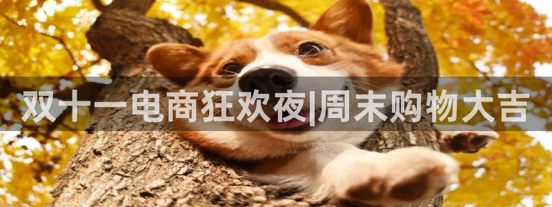 囧次元官方下载最新版：双十一电商狂欢夜|周末购物大吉